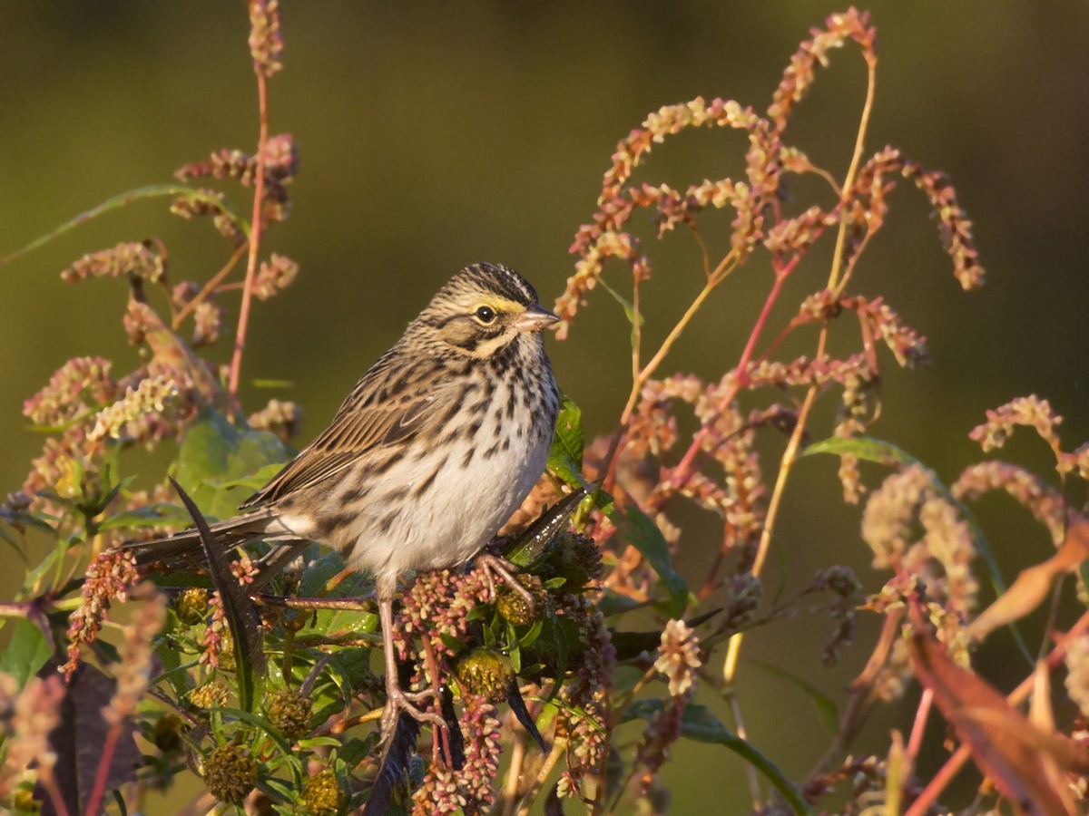 Savannah Sparrow - ML641862998