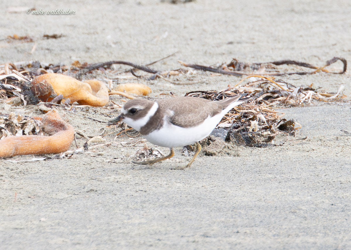 Semipalmated Plover - ML641863006