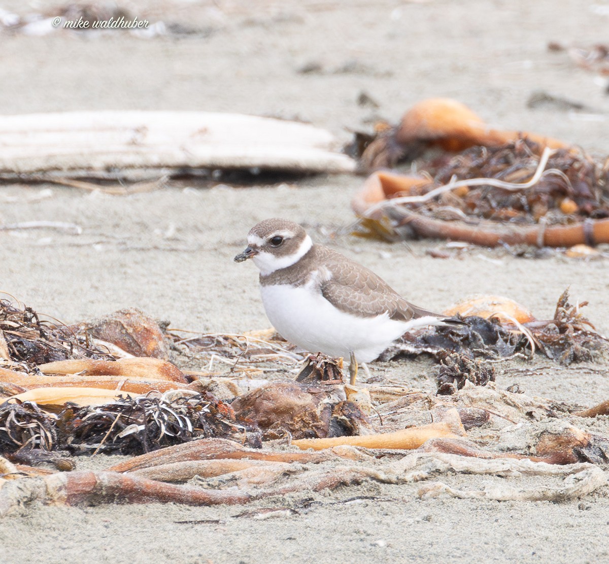 Semipalmated Plover - ML641863007