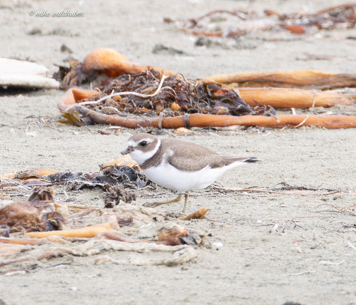 Semipalmated Plover - ML641863008