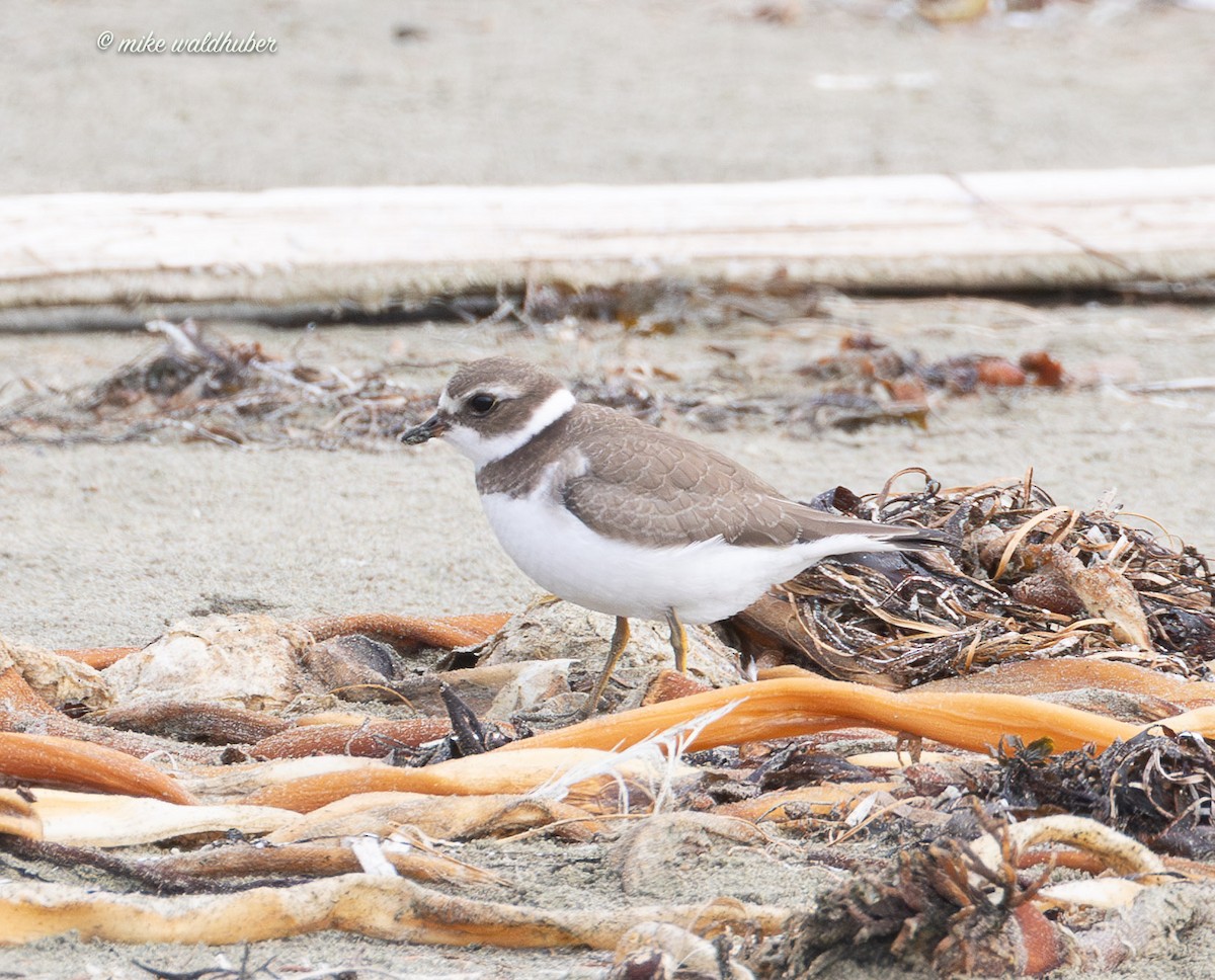 Semipalmated Plover - ML641863009