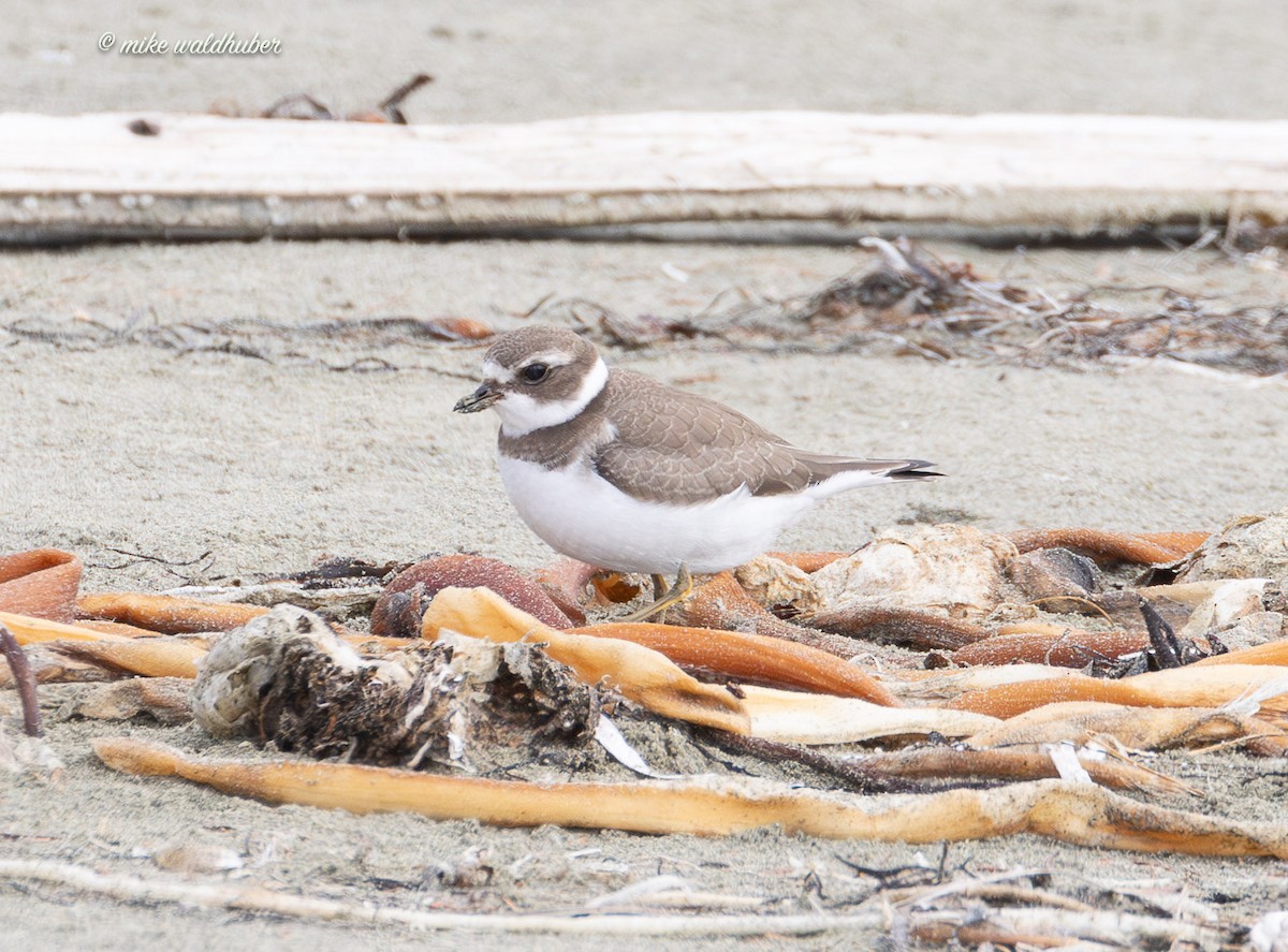 Semipalmated Plover - ML641863010