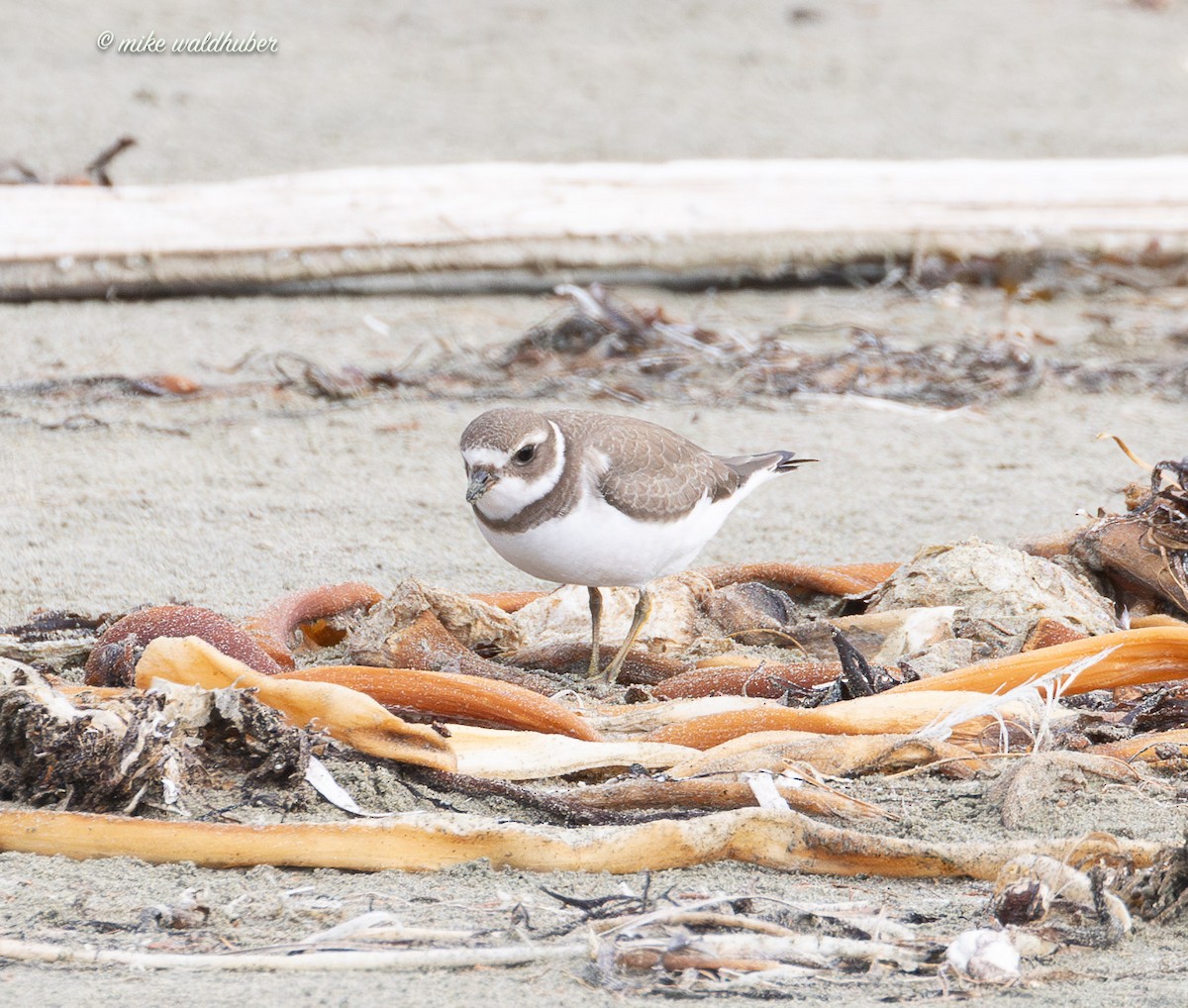 Semipalmated Plover - ML641863011