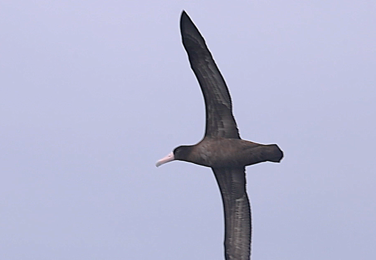 Short-tailed Albatross - ML641863025