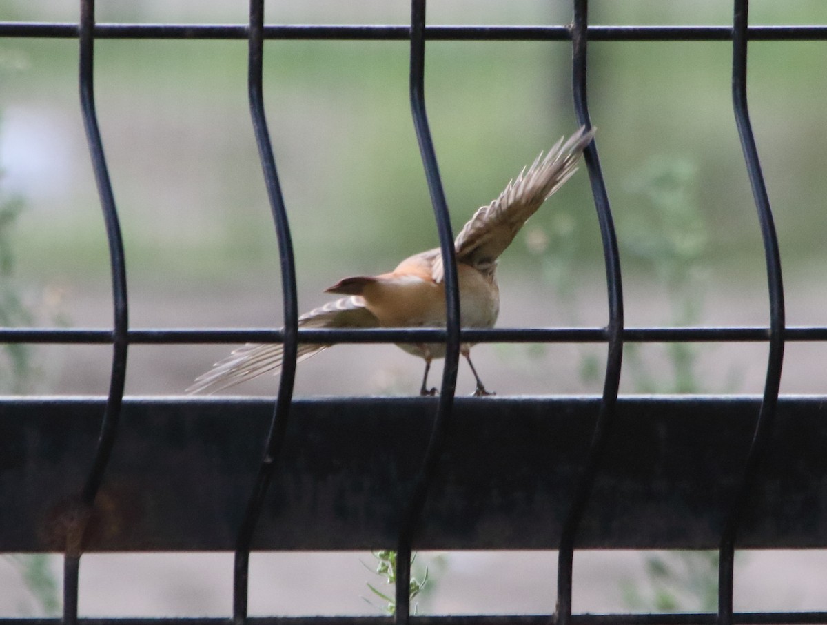 Common Redstart - ML641863041