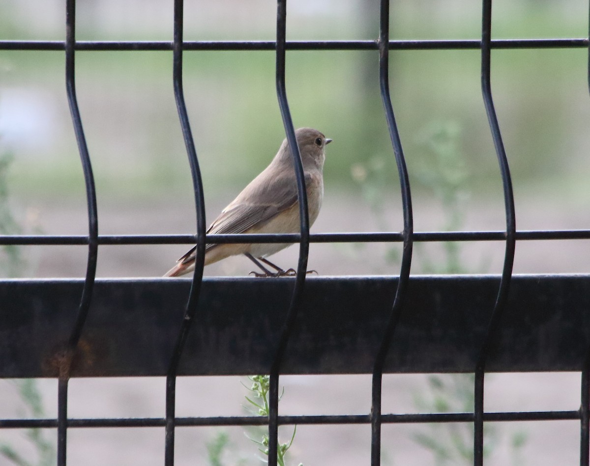 Common Redstart - ML641863043
