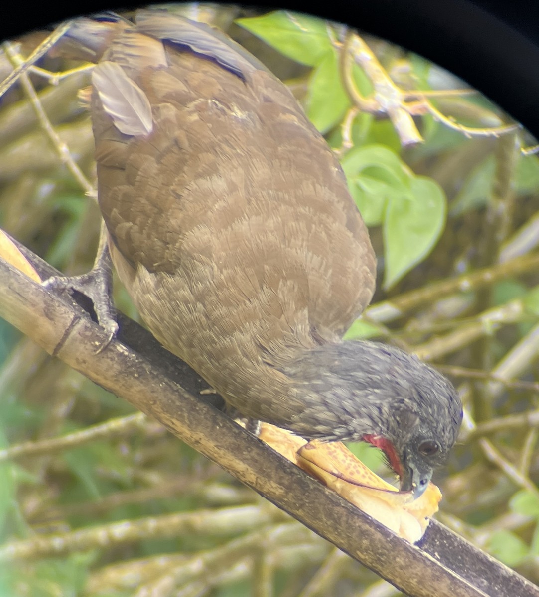 Rufous-vented Chachalaca - ML641863045