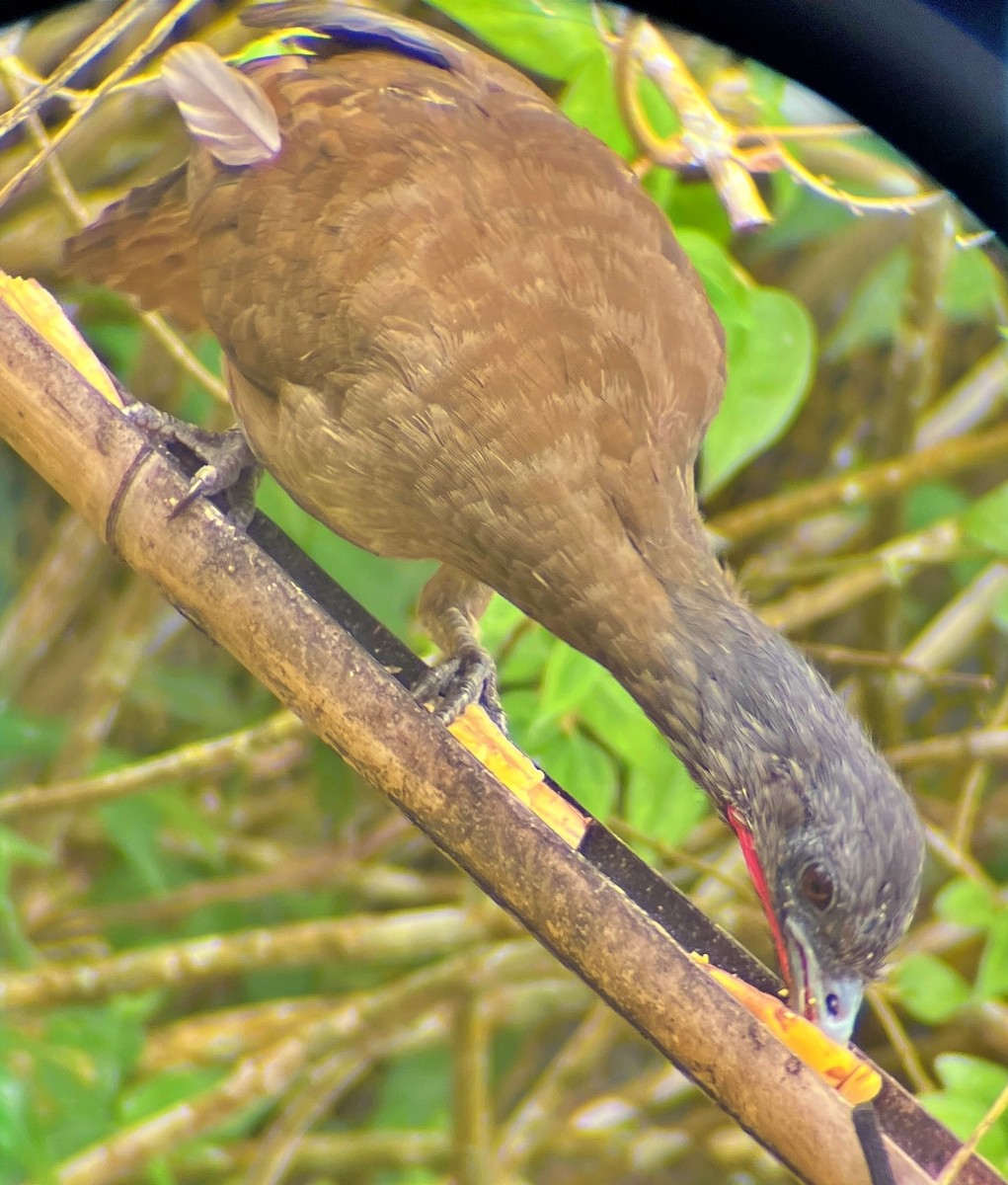 Rufous-vented Chachalaca - ML641863046