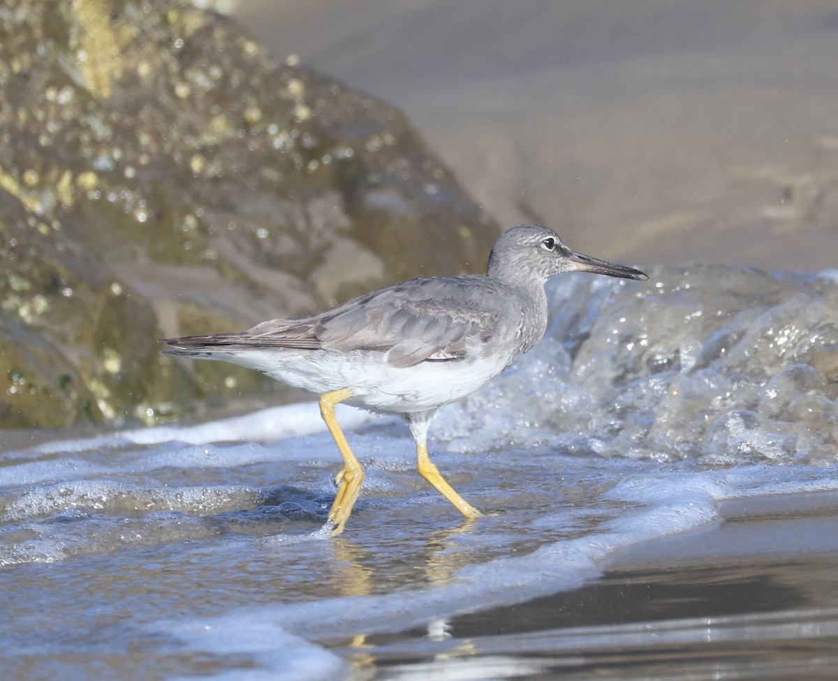 Wandering Tattler - ML641863054