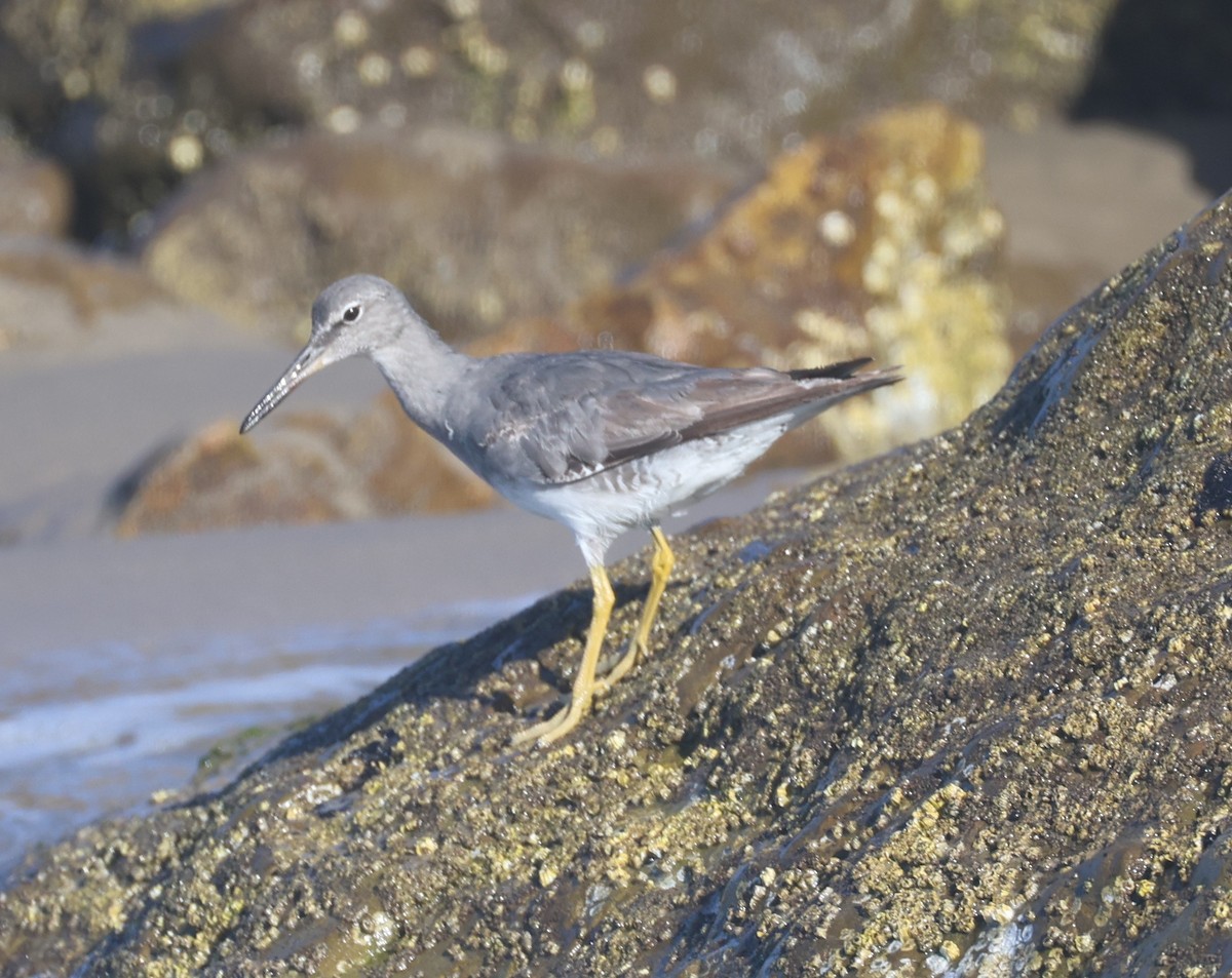 Wandering Tattler - ML641863055