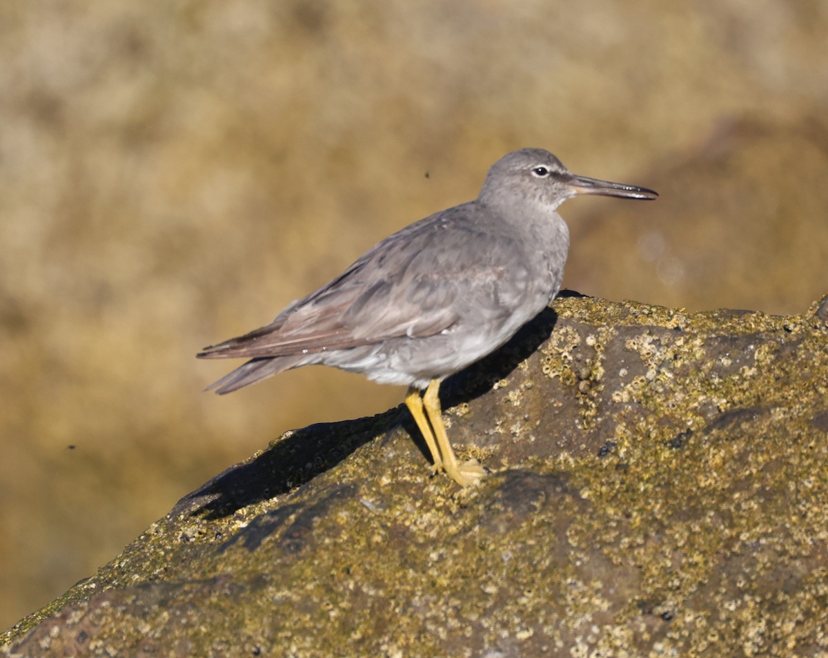 Wandering Tattler - ML641863056