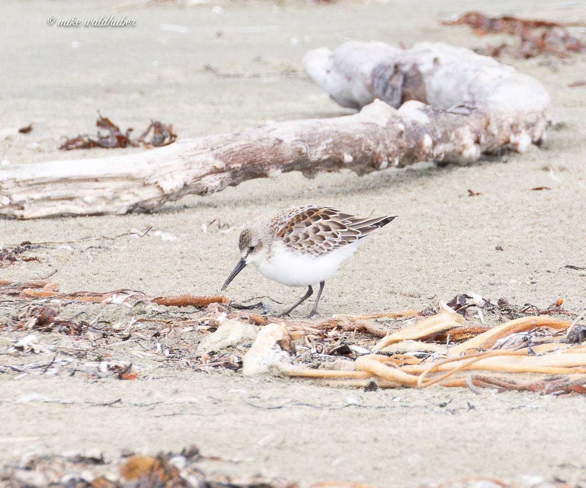 Western Sandpiper - ML641863061
