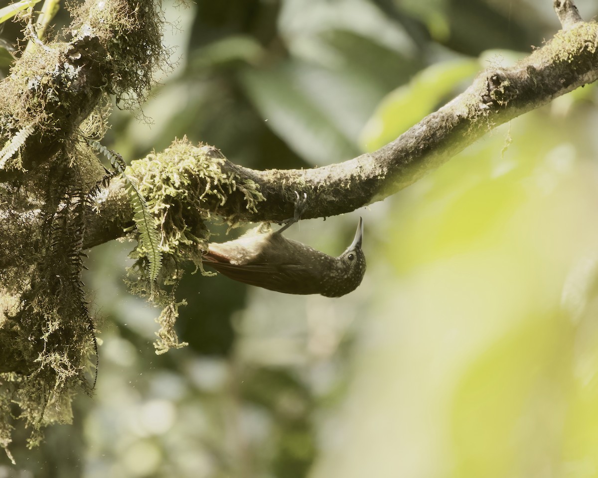 Olive-backed Woodcreeper - ML641863092