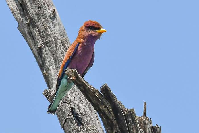 Broad-billed Roller - ML641863097
