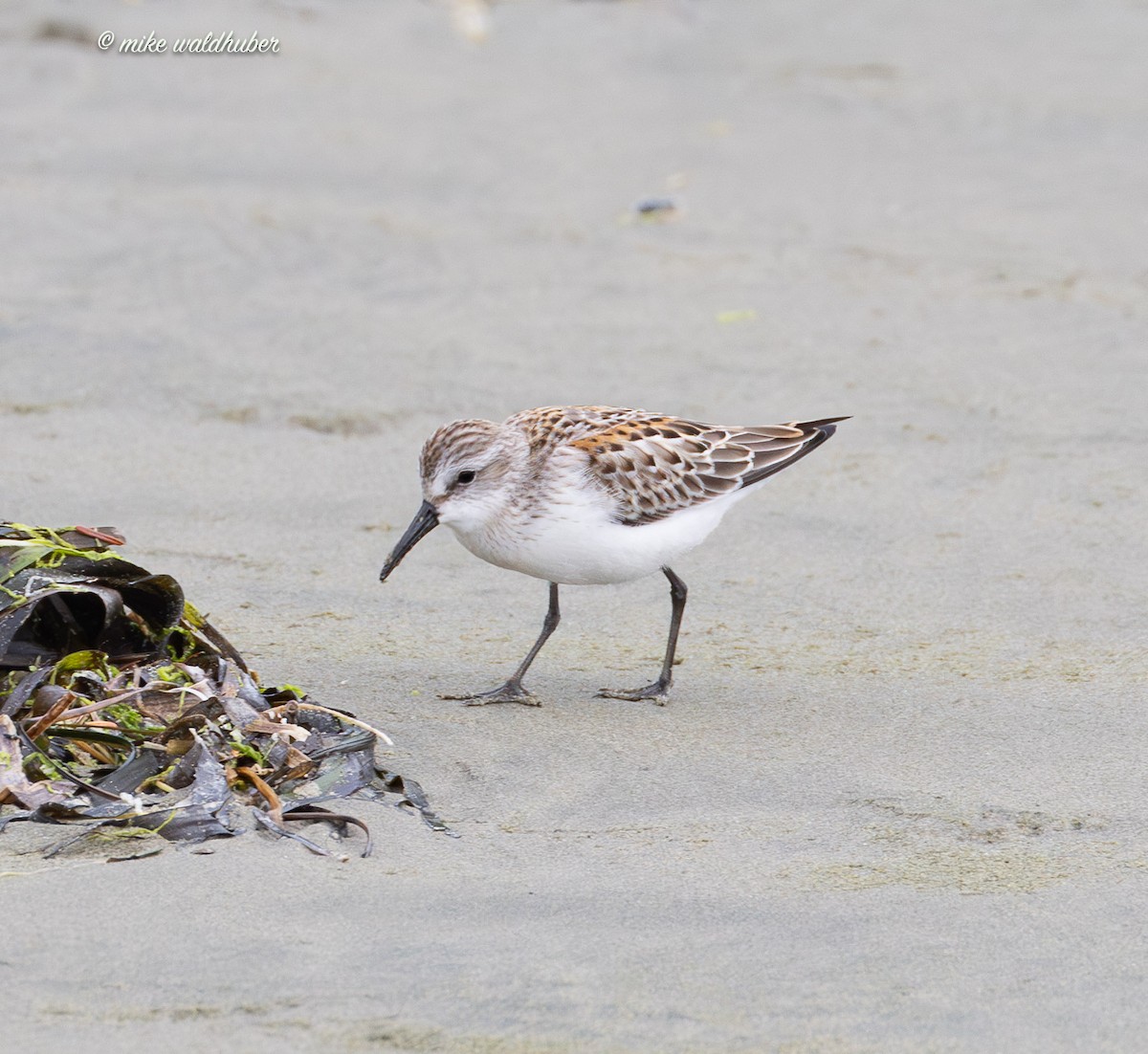 Western Sandpiper - ML641863118