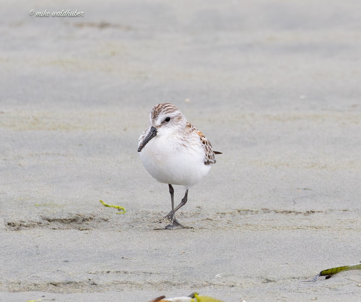 Western Sandpiper - ML641863119