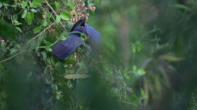 Scaly-naped Pigeon - ML641863124