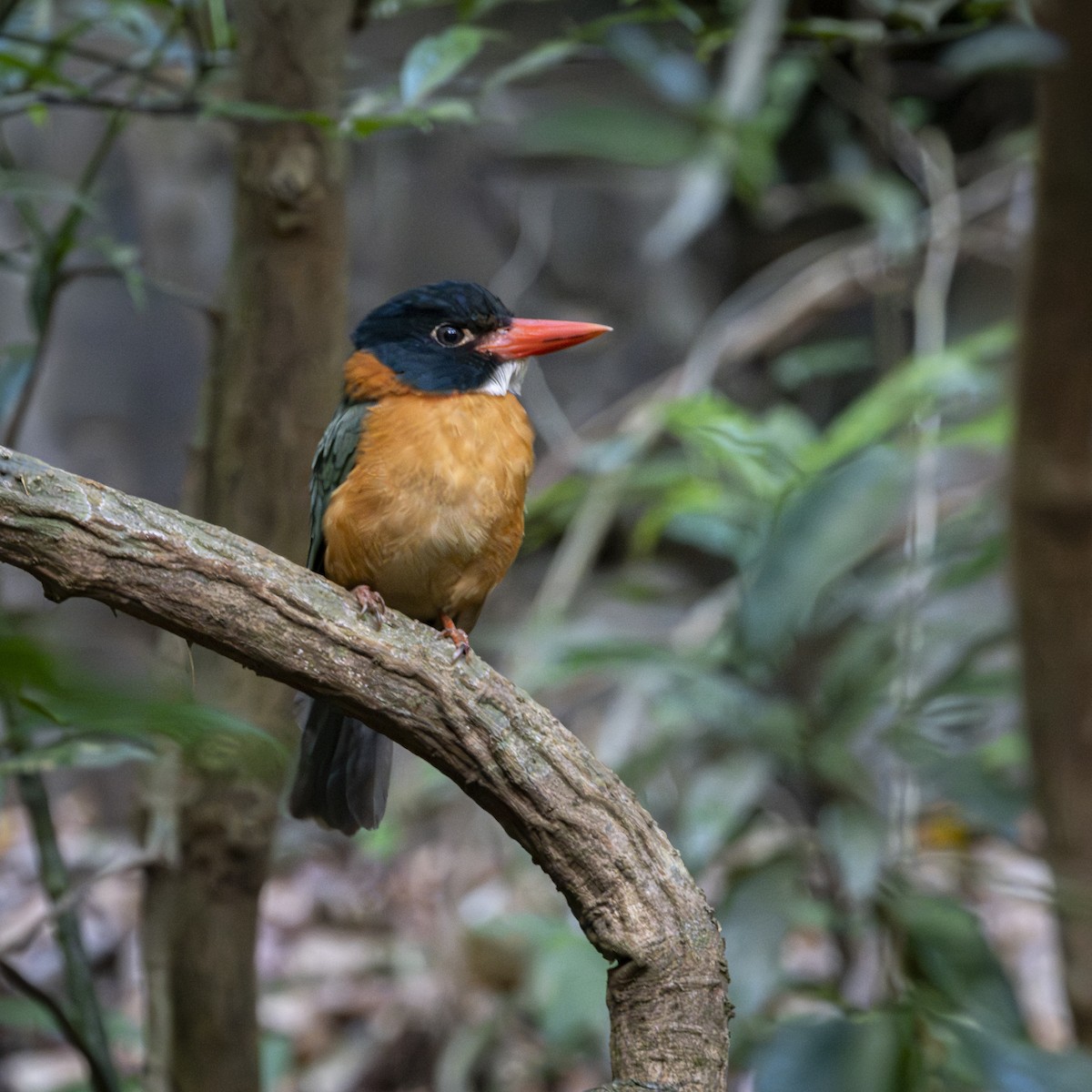 Green-backed Kingfisher (Black-headed) - ML641863125