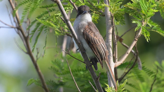 Loggerhead Kingbird - ML641863134