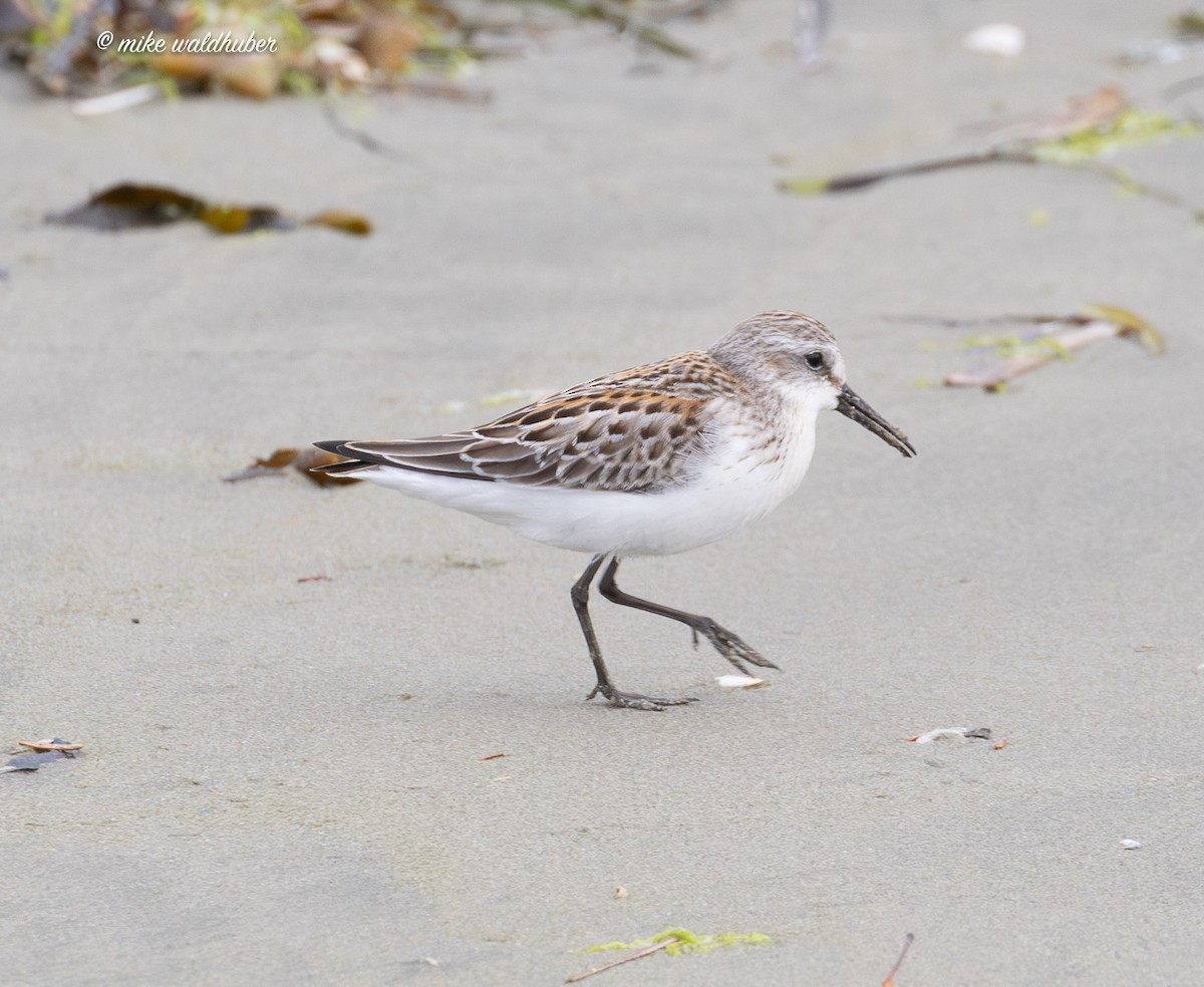 Western Sandpiper - ML641863149