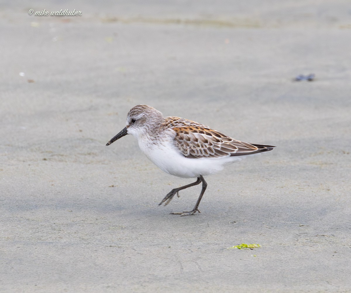 Western Sandpiper - ML641863150