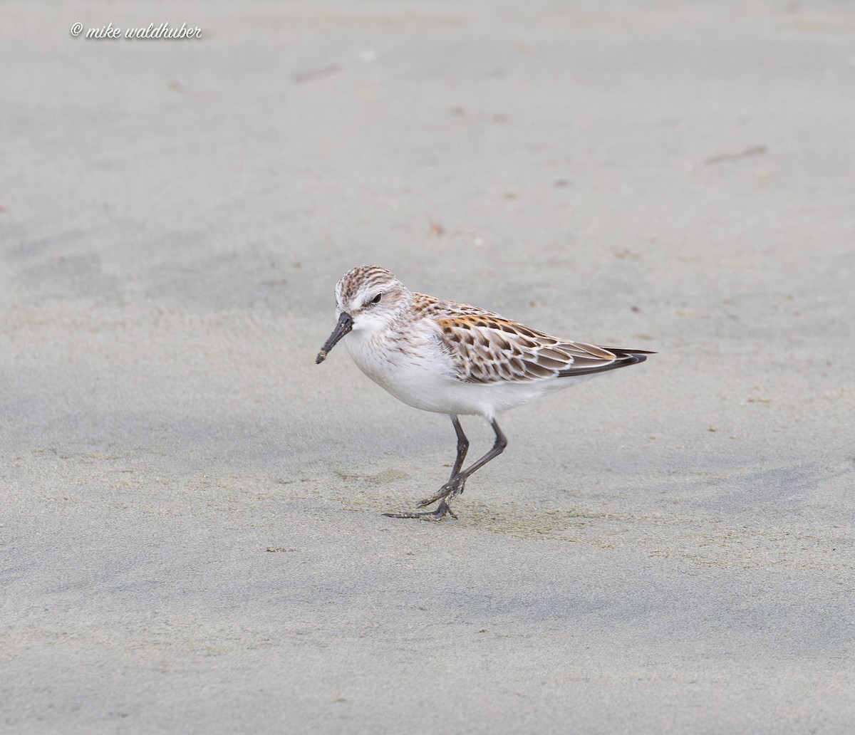 Western Sandpiper - ML641863151