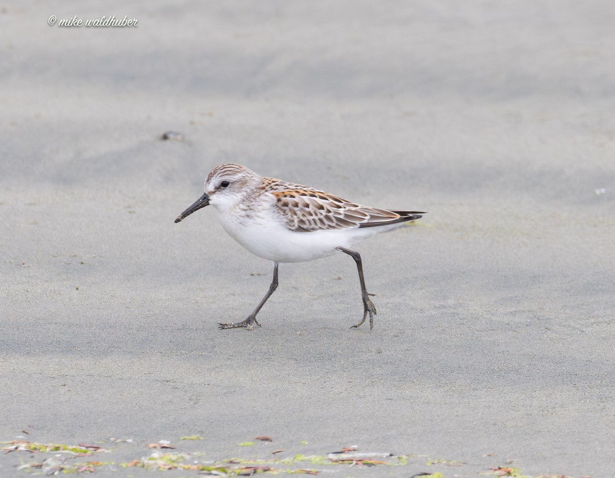 Western Sandpiper - ML641863152