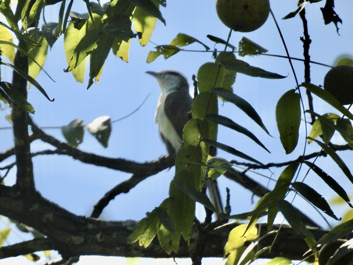 Black-billed Cuckoo - ML641863153