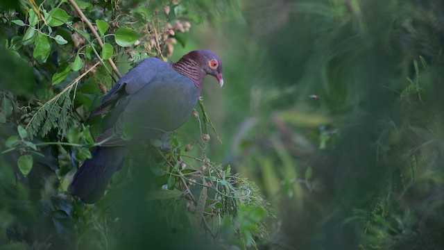 Scaly-naped Pigeon - ML641863165