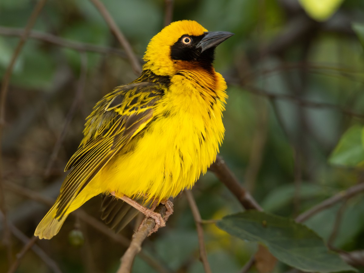 Speke's Weaver - ML641863166