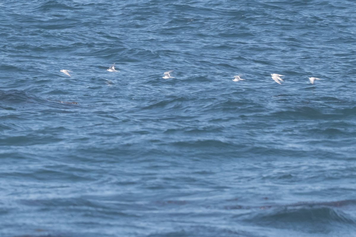 Common Tern - ML641863191