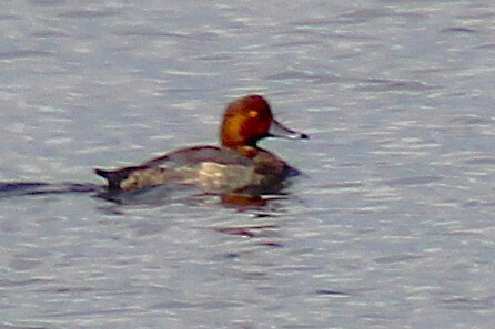 Redhead - ML641863216