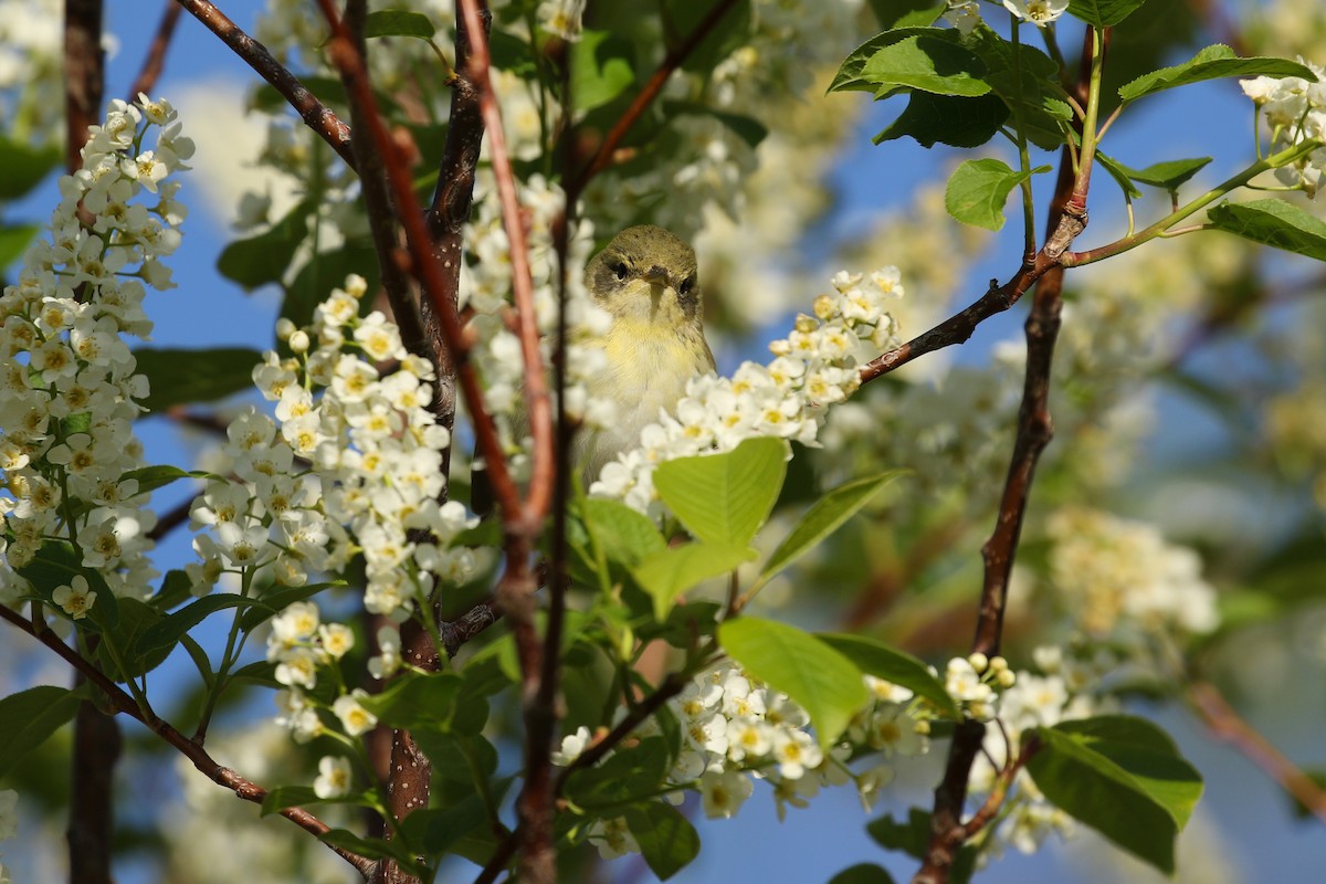 Пісняр-лісовик білощокий - ML641863219