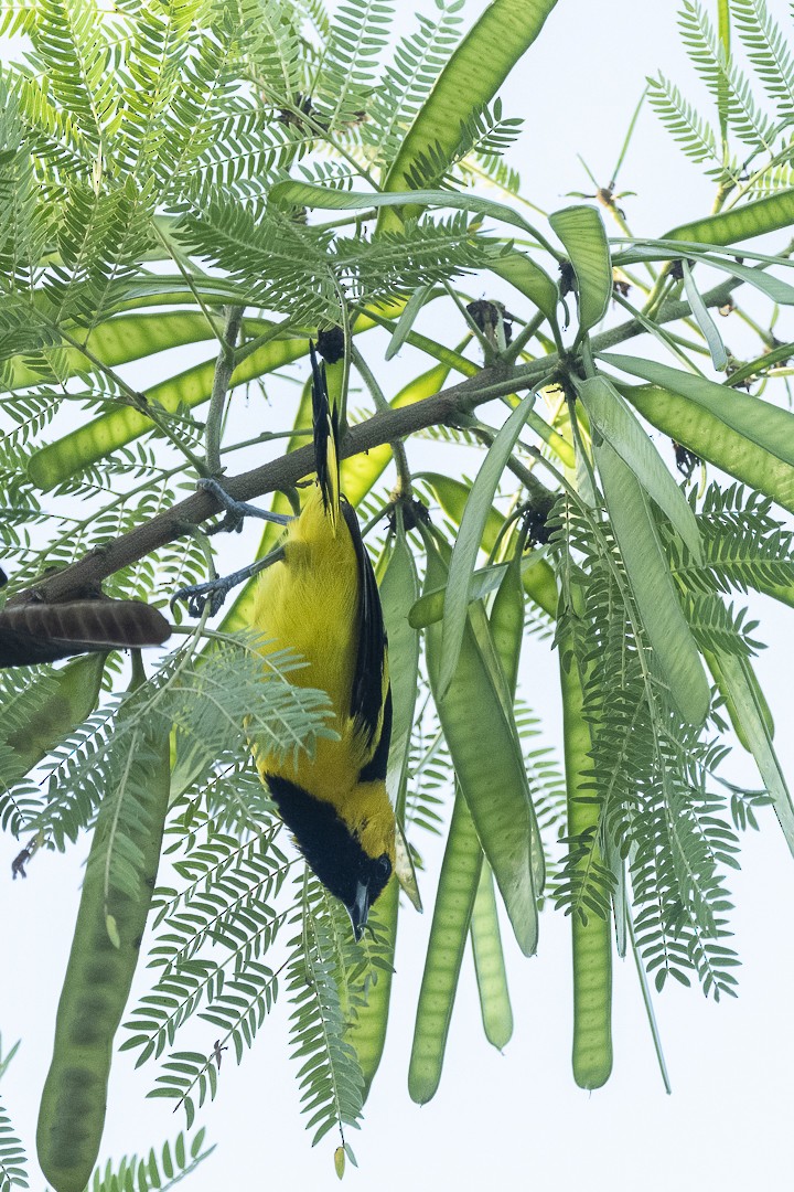 Yellow-tailed Oriole - ML641863221