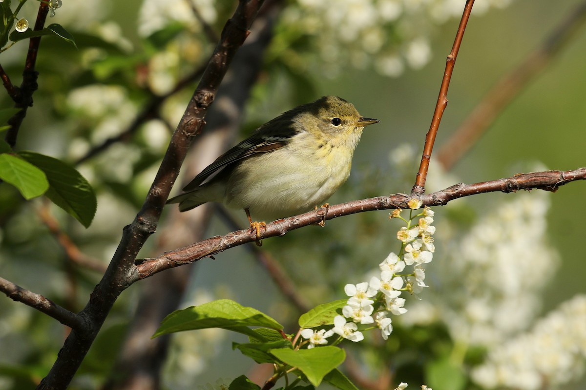 Пісняр-лісовик білощокий - ML641863228