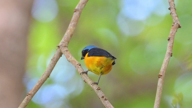 Puerto Rican Euphonia - ML641863229
