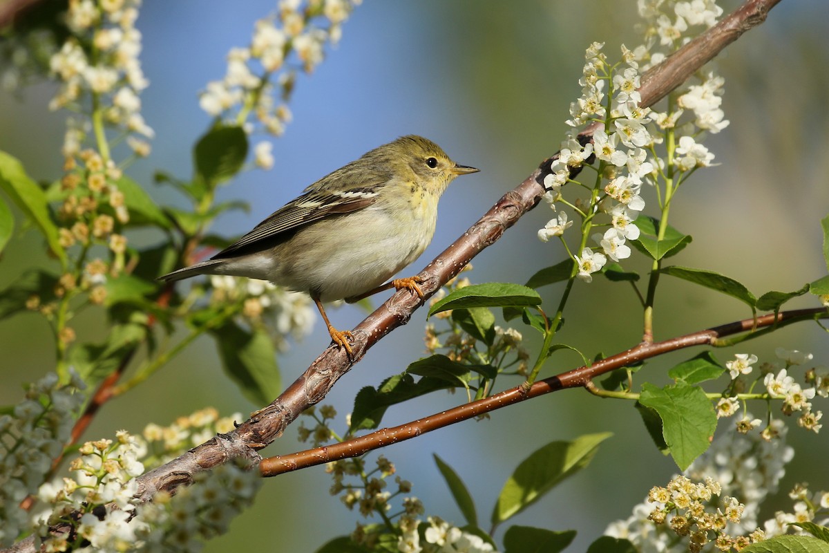 Пісняр-лісовик білощокий - ML641863230
