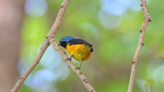 Puerto Rican Euphonia - ML641863231