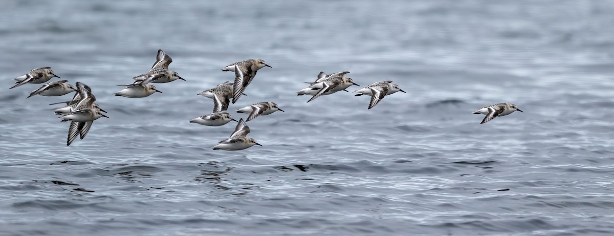 Sanderling - ML641863233