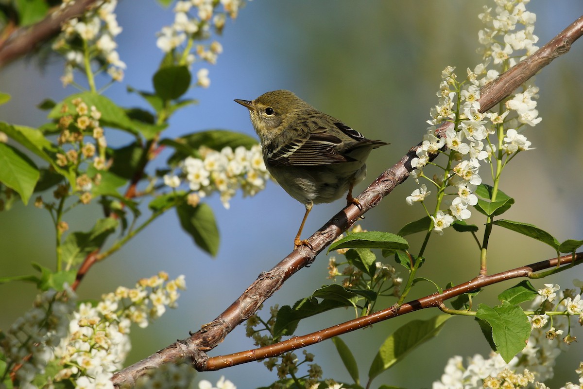 Пісняр-лісовик білощокий - ML641863234