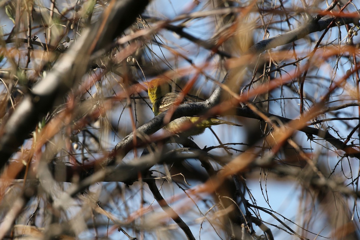 Піранга жовтогуза - ML641863251