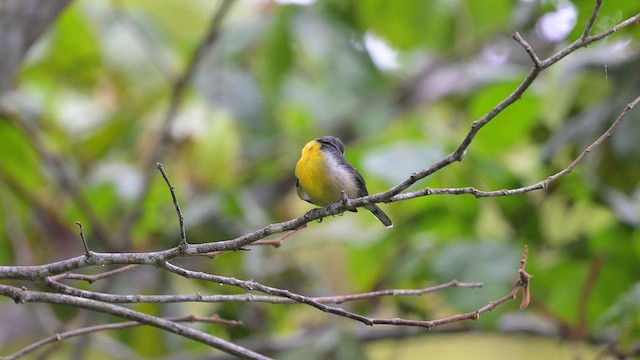 Bananaquit (Puerto Rico) - ML641863256
