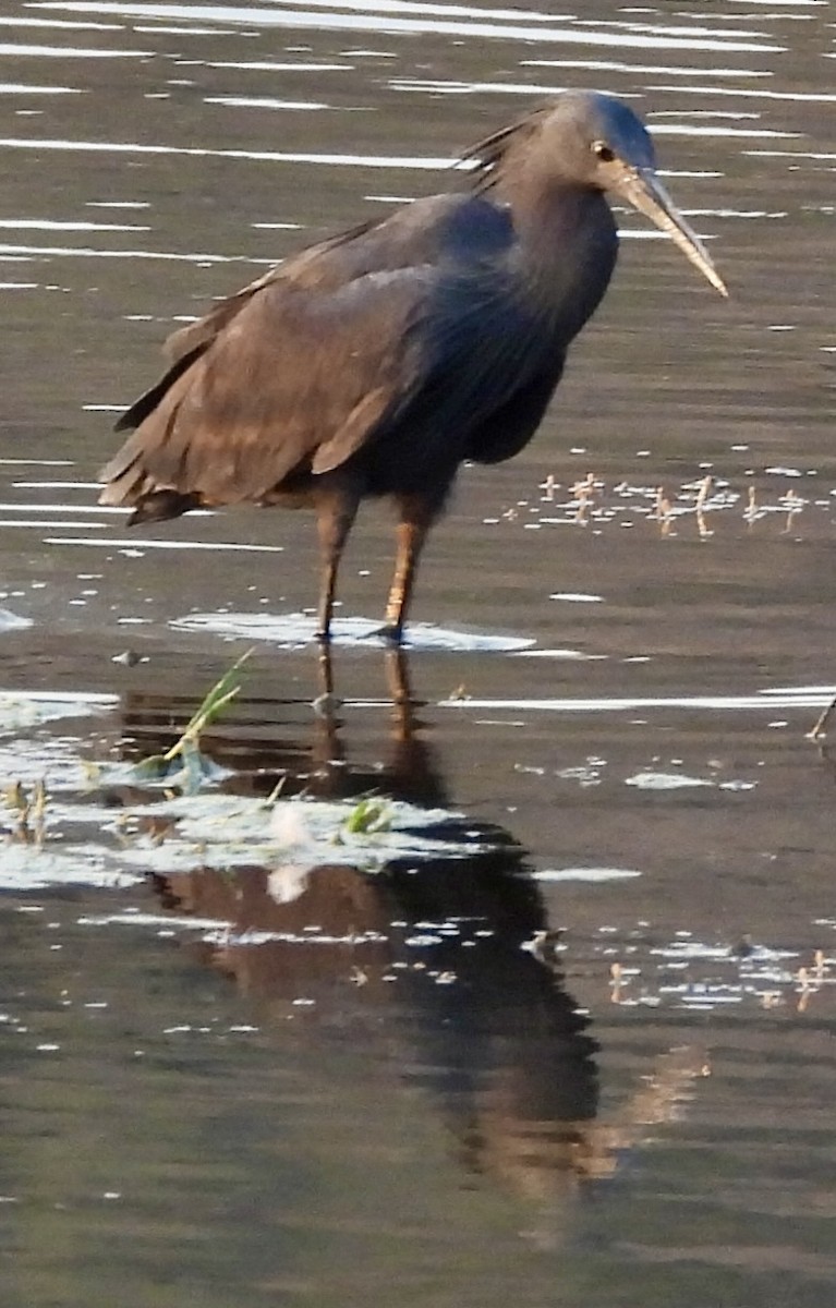 Black Heron - ML641863257