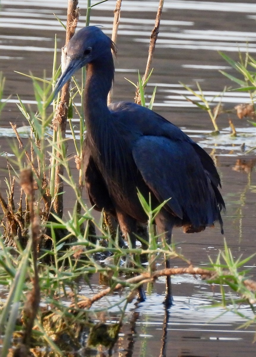 Black Heron - ML641863258