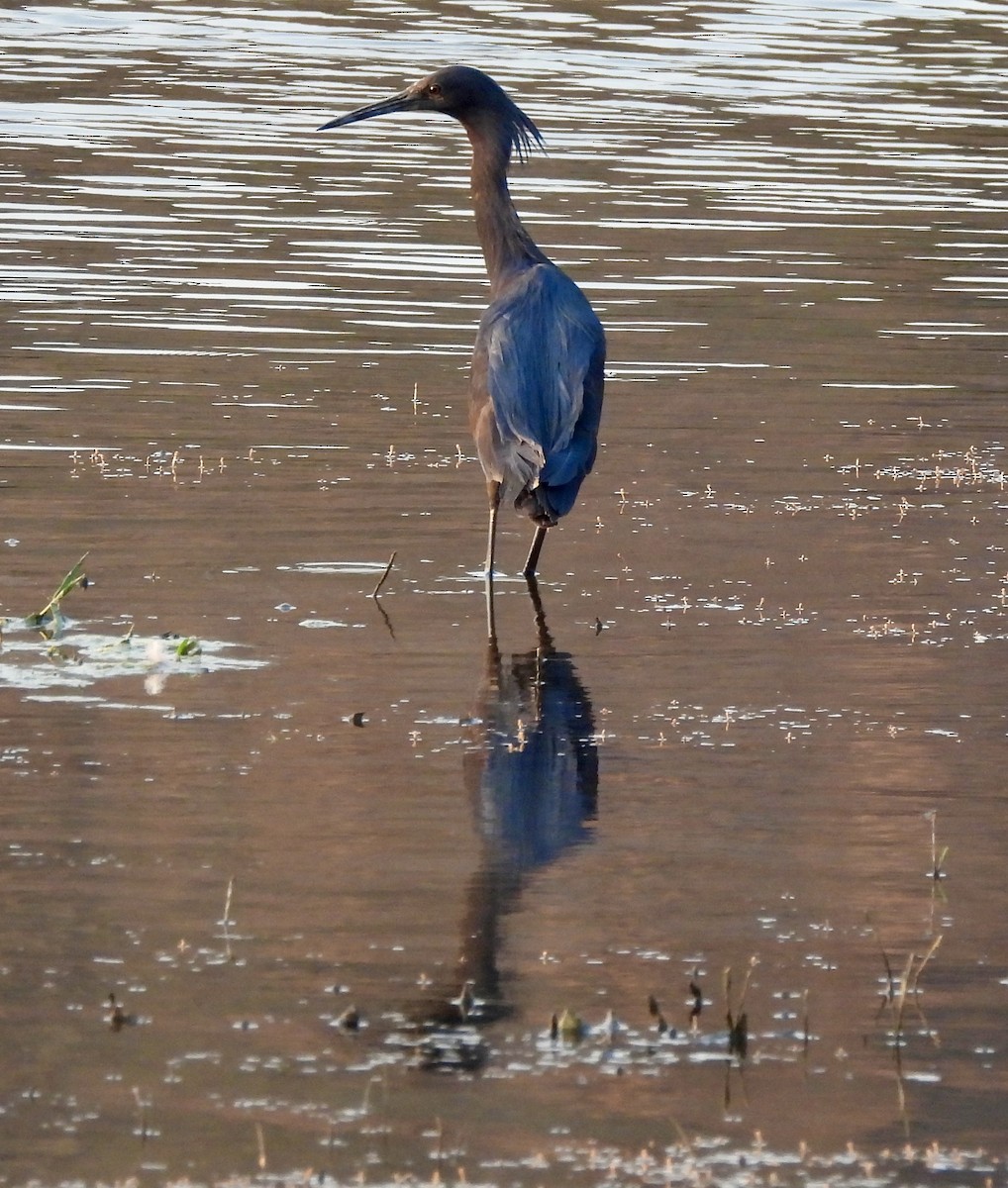 Black Heron - ML641863260