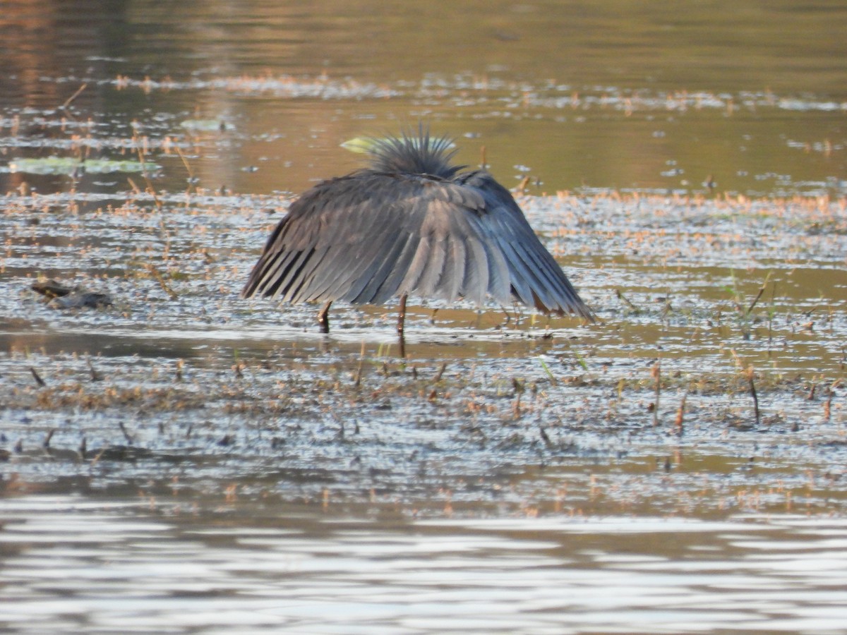 Black Heron - ML641863261