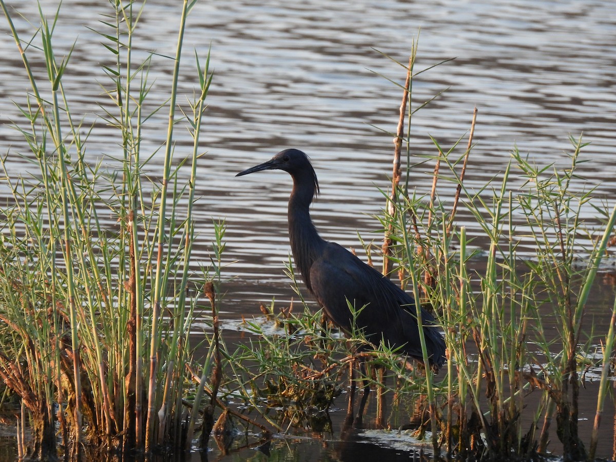 Black Heron - ML641863262