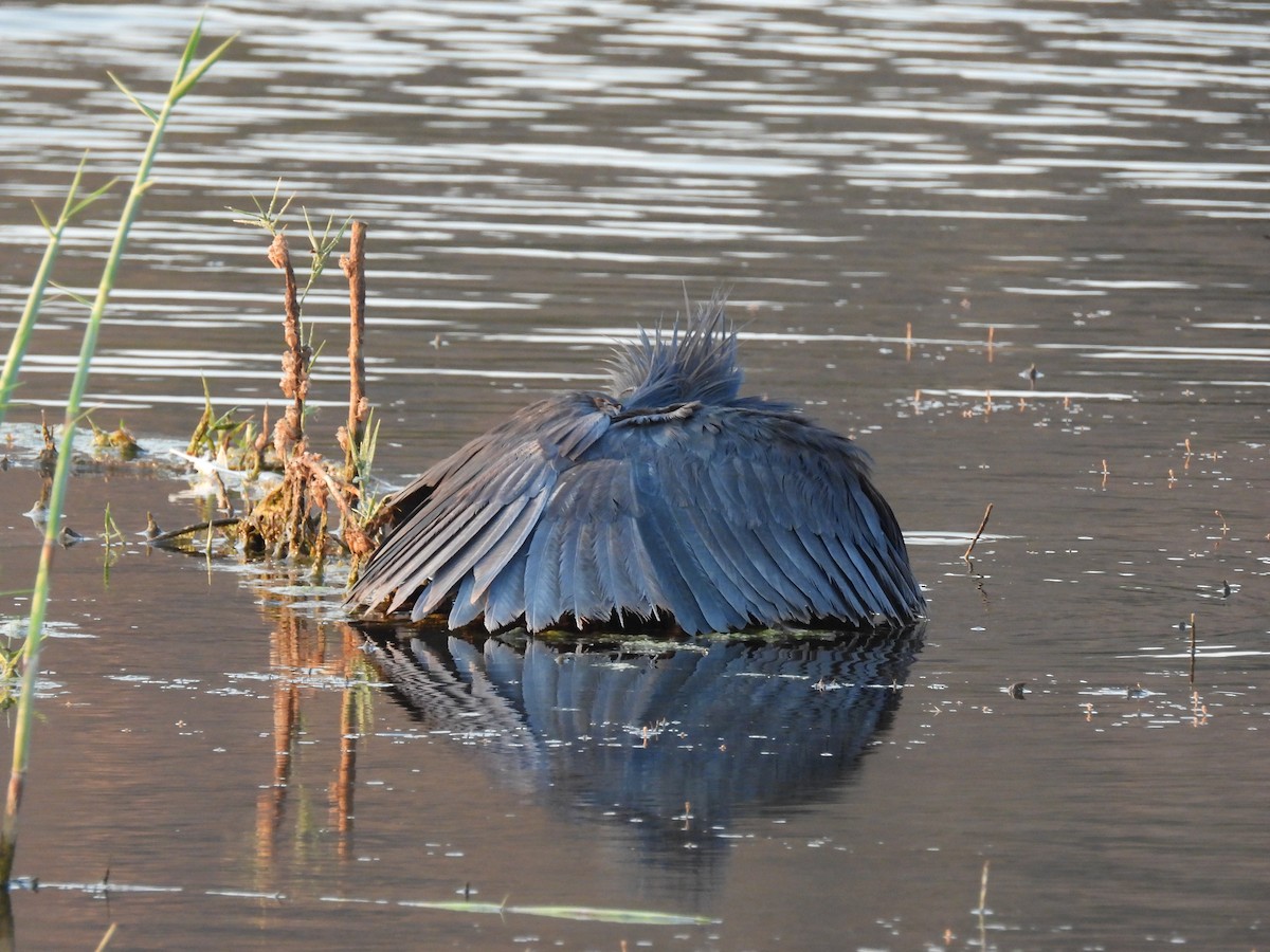 Black Heron - ML641863263