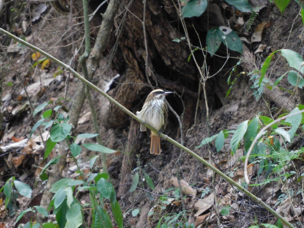 Streaked Flycatcher - ML641863271