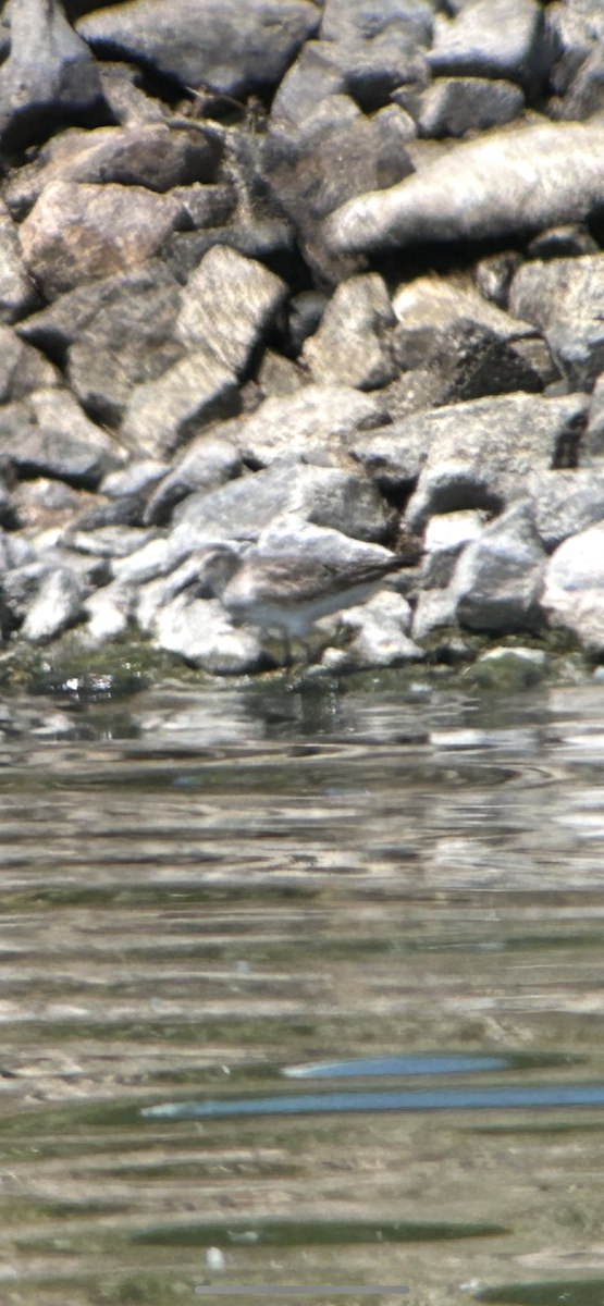 Correlimos Culiblanco - ML641863279